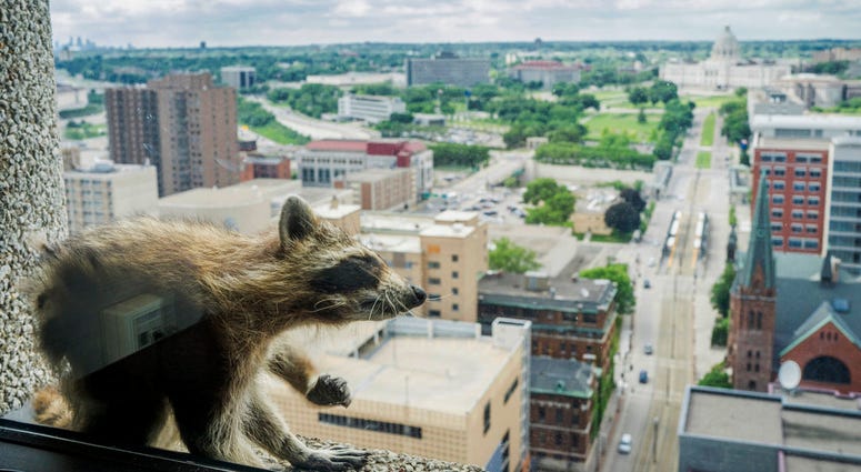 St. Paul Raccoon