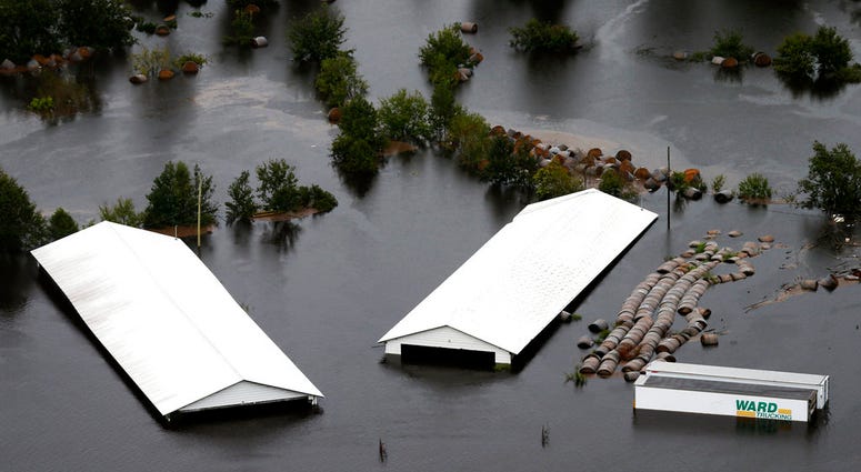 Hog farm buildings are inundated with floodwater from Hurricane Florence near Trenton, N.C., Sunday, Sept. 16, 2018.