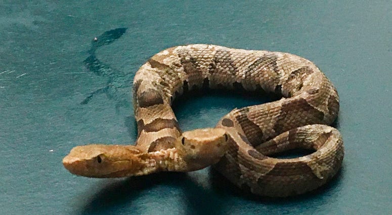 This Sept. 20, 2018 photo provided by the Wildlife Center of Virginia shows a two-headed Eastern Copperhead snake at the center in Waynesboro, Va. The center says the snake was found in a northern Virginia neighborhood.