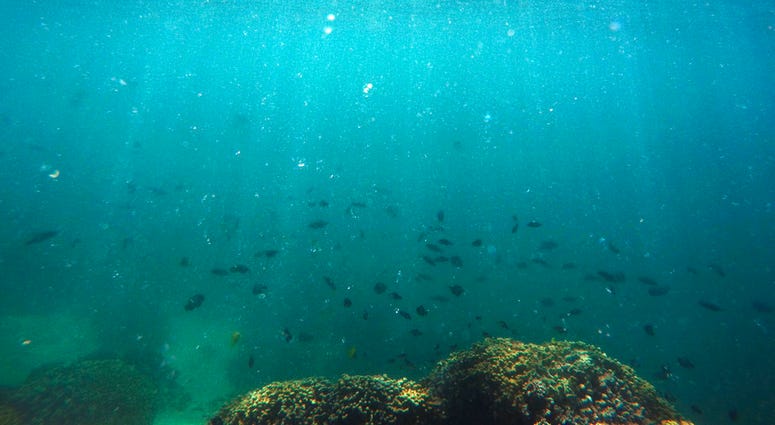 In this Oct. 26, 2015 file photo, fish swim over a patch of bleached coral in Hawaii's Kaneohe Bay off the island of Oahu. (AP Photo/Caleb Jones, File)