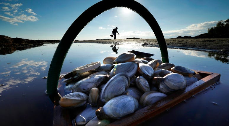 In this Sept. 2, 2016, file photo, a friend's basket of clams sit in the water as Mike Suprin, of Rollinsford, N.H., calls it a day after filling his basket with softshell clams at Cape Porpoise in Kennebunkport, Maine.