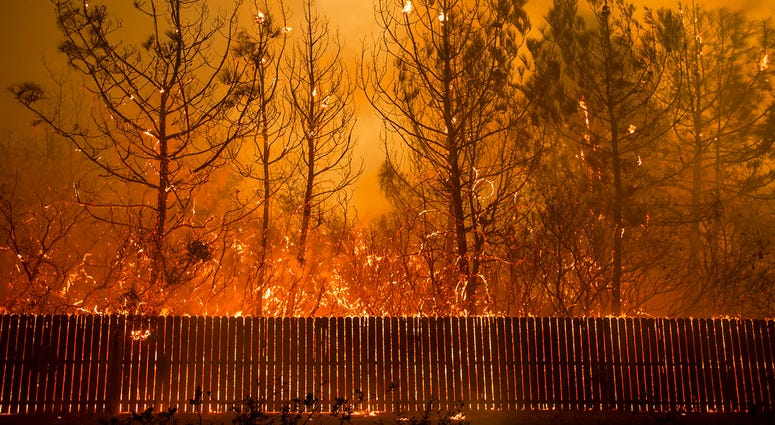 Flames climb trees as the Camp Fire tears through Paradise, Calif., on Thursday, Nov. 8, 2018. (AP Photo/Noah Berger, File)