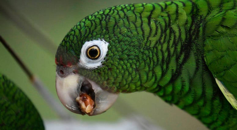 In this Nov. 6, 2018 photo, a Puerto Rican parrot eats inside one of the flight cages in the Iguaca Aviary at El Yunque, Puerto Rico. (AP Photo/Carlos Giusti) In this Nov. 6, 2018 photo, a Puerto Rican parrot eats inside one of the flight cages in the Iguaca Aviary at El Yunque, Puerto Rico. (AP Photo/Carlos Giusti)