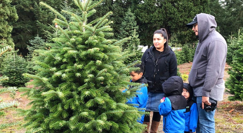 n this Thursday, Nov. 29, 2018, photo, parents Rosa Villarreal and Jason Jimenez and their three sons, E.J. Jimenez, left, Josiah Jimenez, center, back to camera, and Jezeriah Jimenez admire a Christmas tree at Lee Farms in Tualatin, Ore.