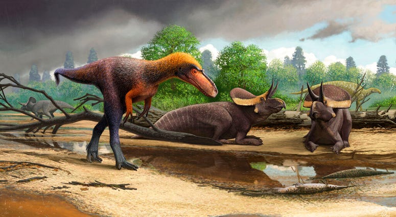 This illustration provided by Andrey Atuchin and Virginia Tech in May 2019 shows a Suskityrannus hazelae, foreground, a cousin of the Tyrannosaurus rex. It weighed between 45 and 90 pounds. (Andrey Atuchin/Virginia Tech via AP) This illustration provided by Andrey Atuchin and Virginia Tech in May 2019 shows a Suskityrannus hazelae, foreground, a cousin of the Tyrannosaurus rex. It weighed between 45 and 90 pounds. (Andrey Atuchin/Virginia Tech via AP)