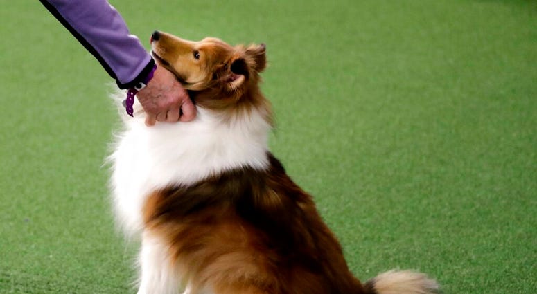 FILE - This Saturday, Feb. 9, 2019 file photo shows a Shetland sheepdog at the Westminster Kennel Club Dog Show in New York. (AP Photo/Wong Maye-E) FILE - This Saturday, Feb. 9, 2019 file photo shows a Shetland sheepdog at the Westminster Kennel Club Dog Show in New York. (AP Photo/Wong Maye-E)
