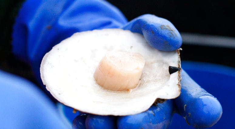 FILE- In this Dec. 17, 2011, file photo, a scallops is shucked at sea off the coast of Harpswell, Maine. America's harvest of scallops is increasing to near-record levels at a time when the shellfish are in high demand. (AP Photo/Robert F. Bukaty, File) FILE- In this Dec. 17, 2011, file photo, a scallops is shucked at sea off the coast of Harpswell, Maine. America's harvest of scallops is increasing to near-record levels at a time when the shellfish are in high demand. (AP Photo/Robert F. Bukaty, File)