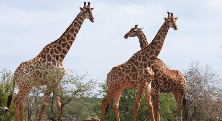 In this photo taken Jan. 1, 2015, giraffe are seen in the Kriger National Park, South Africa. An international conference on endangered species known as CITES being held in Switzerland Thursday, August 22 2019, agreed to protect giraffes for the first tim