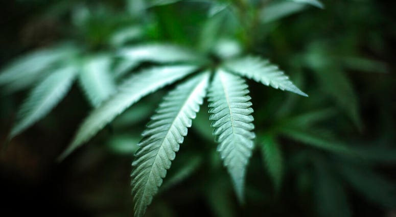 FILE - In this Aug. 15, 2019, file photo, marijuana grows at an indoor cannabis farm in Gardena, Calif. The Justice Department is moving forward to expand the number of marijuana growers for federally-authorized cannabis research.