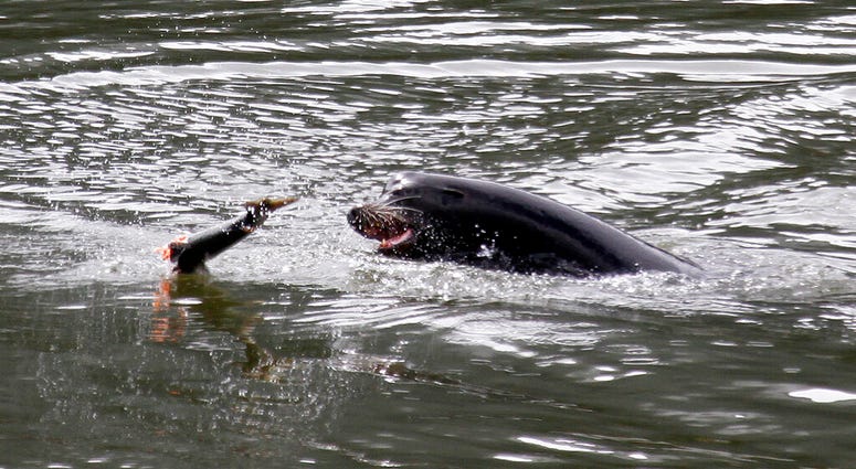 File - In this May 4, 2010, file photo, a sea lion tosses a partially eaten salmon in the Columbia River near Bonneville Dam, where six more sea lions were trapped earlier in the day with one to be euthanized, in North Bonneville, Wash.