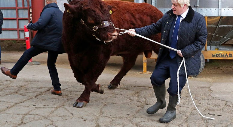 A bull bumps into a plain clothes police officer, left, while being walked by Britain's Prime Minister Boris Johnson during a visit to Darnford Farm in Banchory near Aberdeen, Scotland, Friday Sept. 6, 2019, to coincide with the publication of Lord Bew's