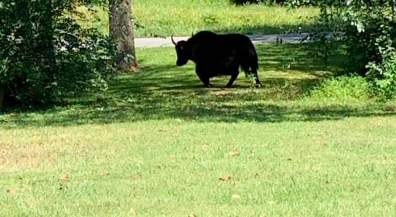 This photo provided by Laura Cooper from the Nelson County Farm Bureau shows a yak in Lovingston, Va,, on Wednesday, Sept. 11, 2019.