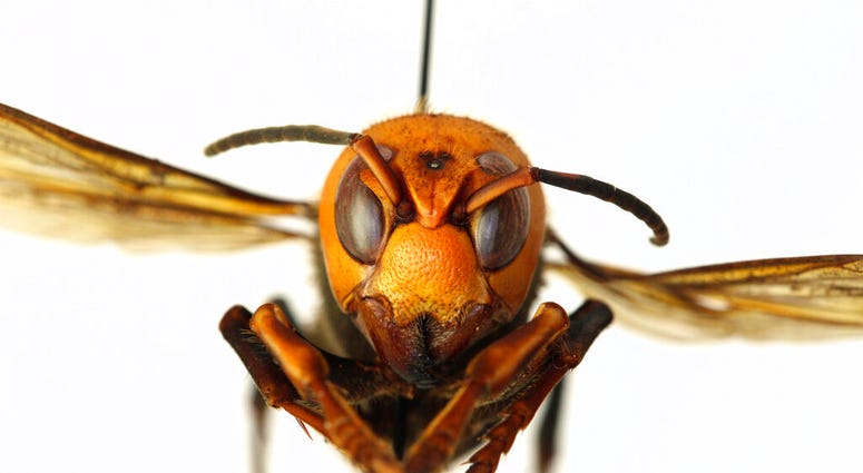 FILE - This Dec. 30, 2019 photo provided by the Washington State Department of Agriculture shows a dead Asian giant hornet in a lab in Olympia, Wash.
