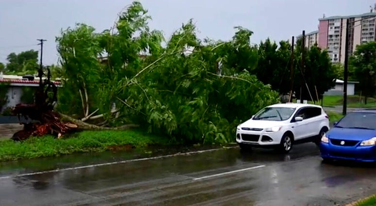 In this image made from video, a large tree toppled by tropical storm winds is seen in Alto Trujillo, Puerto Rico, Thursday, July 30, 2020. (AP Photo) In this image made from video, a large tree toppled by tropical storm winds is seen in Alto Trujillo, Puerto Rico, Thursday, July 30, 2020. (AP Photo)