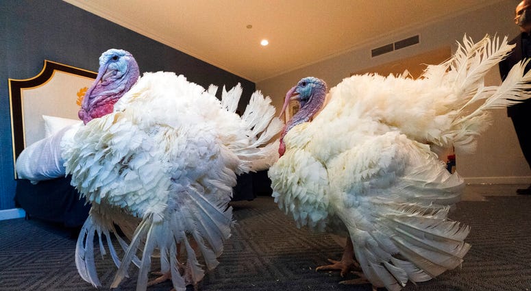 Two turkeys raised in Iowa, who will attend the annual presidential pardon, strut their stuff inside their hotel room at the Willard Hotel, Monday, Nov. 23, 2020, in Washington. The turkeys names are Corn and Cob. (AP Photo/Jacquelyn Martin) Two turkeys raised in Iowa, who will attend the annual presidential pardon, strut their stuff inside their hotel room at the Willard Hotel, Monday, Nov. 23, 2020, in Washington. The turkeys names are Corn and Cob. (AP Photo/Jacquelyn Martin)