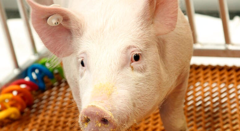This undated photo provided by Revivicor, Inc., a unit of United Therapeutics, shows a genetically modified pig.