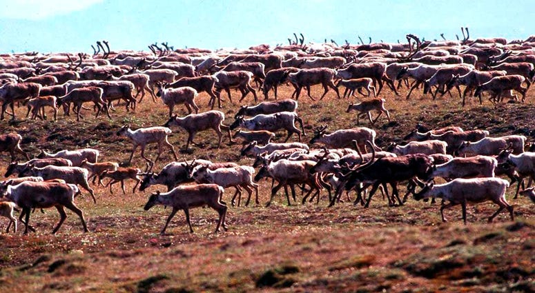 FILE - In this undated file photo provided by the U.S. Fish and Wildlife Service, caribou from the Porcupine Caribou Herd migrate onto the coastal plain of the Arctic National Wildlife Refuge in Alaska. (U.S. Fish and Wildlife Service via AP, File)