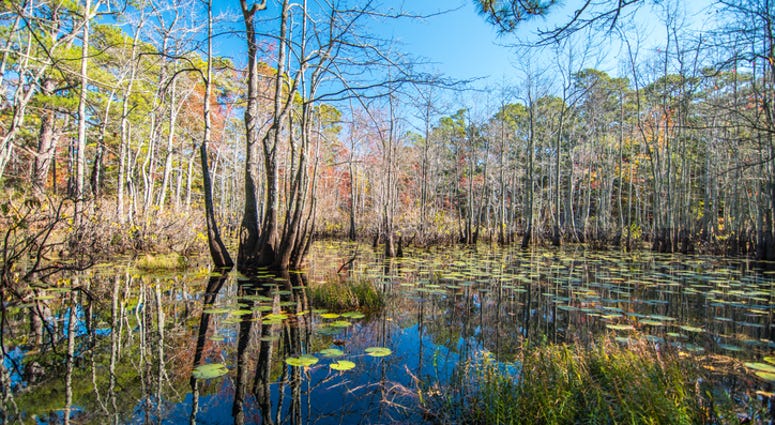 Coastal Swamp Pond with Lily pads in Virginia States Park System with reflection of sunny blue sky