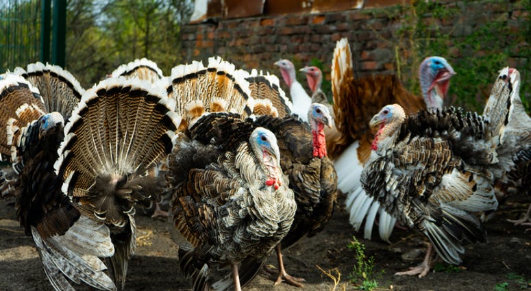 Flock of turkeys
