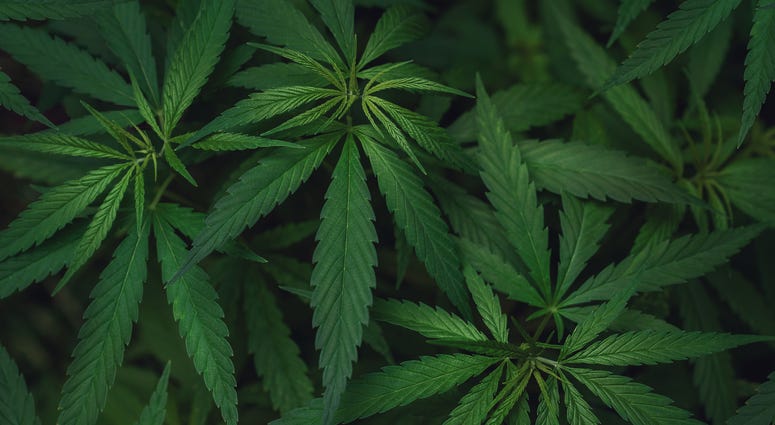 Marijuana