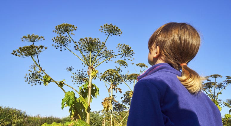 Giant Hogweed (Dreamstime)