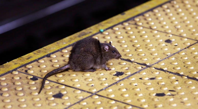 A rat sits on the ledge of a Times Square subway platform in New York. On Friday, May 25, 2018, The Associated Press has found that stories circulating on the internet that the U.S. Food and Drug Administration warned consumers that about 1 million pound