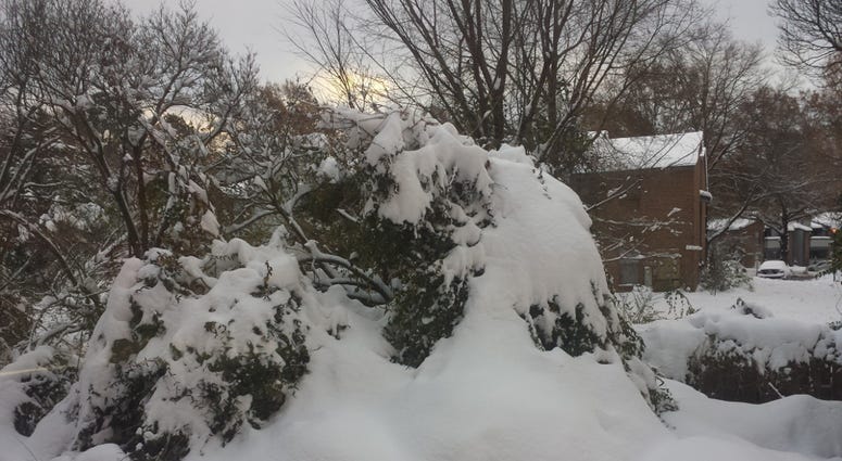 Snow on bushes in Richmond
