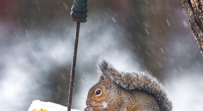 With a steady snow falling, a squirrel eats seeds from a recycled jack-o-lantern in Johnson City, Tenn., on Tuesday morning, Nov. 12, 2019. (David Crigger/Bristol Herald Courier via AP)