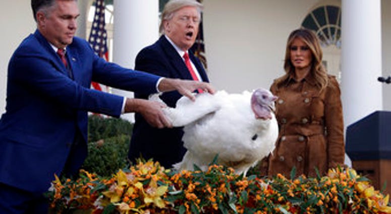 President Donald Trump pardons Butter, the national Thanksgiving turkey, in the Rose Garden of the White House, Tuesday, Nov. 26, 2019, in Washington, as first lady Melania Trump watches. (AP Photo/ Evan Vucci) President Donald Trump pardons Butter, the national Thanksgiving turkey, in the Rose Garden of the White House, Tuesday, Nov. 26, 2019, in Washington, as first lady Melania Trump watches. (AP Photo/ Evan Vucci)