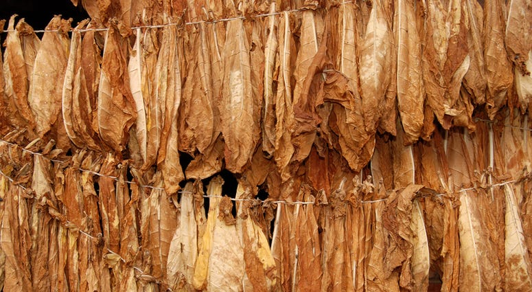Tobacco Leaves Drying in Old Fashioned Manner (Dreamstime)