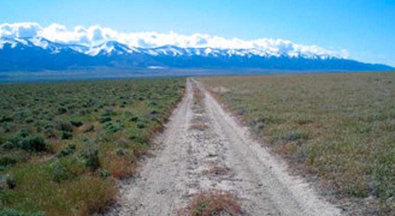 This 2005 photo provided by Bethany Bradley shows cheatgrass, at right, invading shrubs, left, near Lovelock, Nev. (Bethany Bradley/University of Massachusetts via AP)