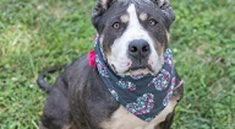 Blue Belle Rescue From Richmond Animal Care & Control