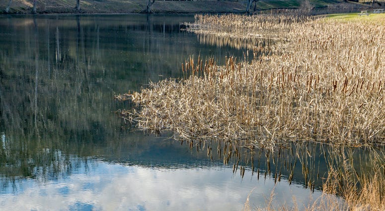 Sandy Level, VA – January 8th: View of the reeds, fishing pond and reflections at the Smith Mountain Dam picnic area located in Sandy Level in Pittsylvania County, Virginia, USA on January 8th, 2019.(Dreamstime) Sandy Level, VA – January 8th: View of the reeds, fishing pond and reflections at the Smith Mountain Dam picnic area located in Sandy Level in Pittsylvania County, Virginia, USA on January 8th, 2019.(Dreamstime)