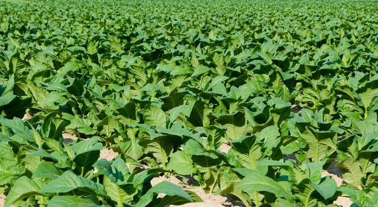 Northam awards grants to preserve farmland. (Dreamstime) Northam awards grants to preserve farmland. (Dreamstime)