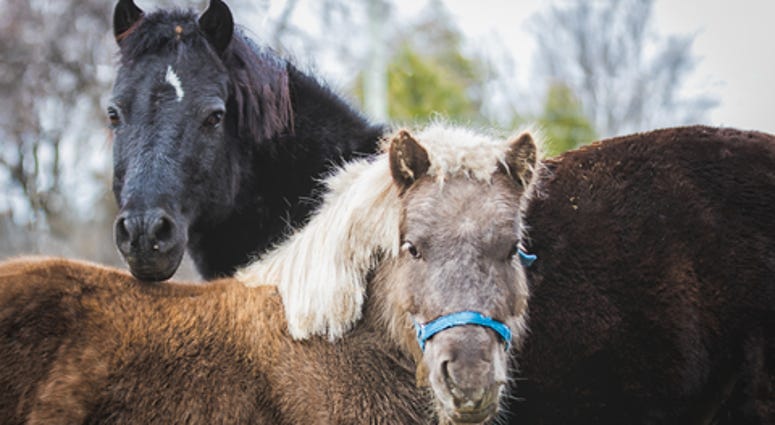 Two curious miniature horses in a field looking directly at the camera.