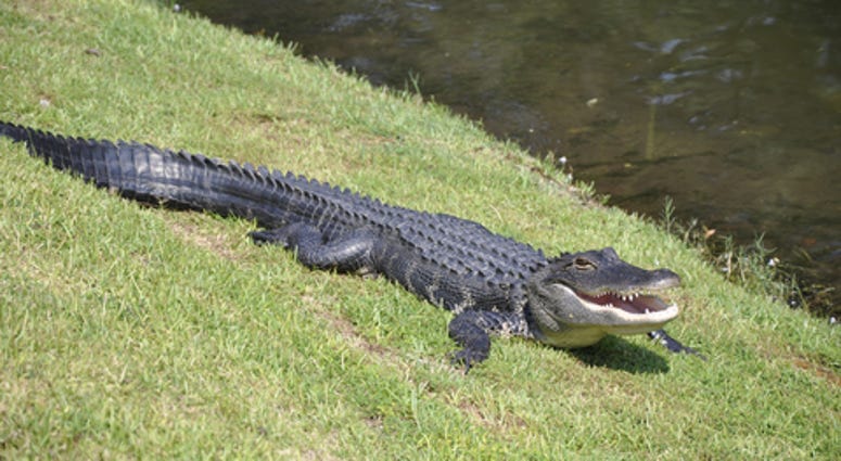 An American alligator lying on the grass by a lagoon. The photo was taken on Hilton Head Island in South Carolina