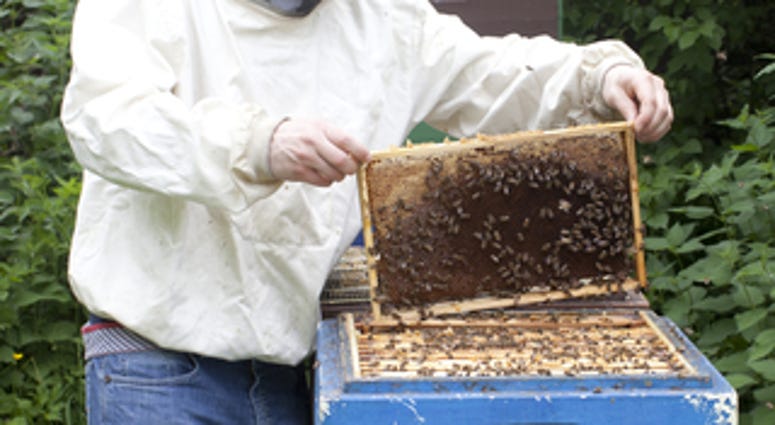 Beekeeper with bees making honey