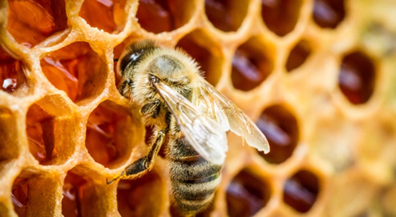 Closeup of bees in a beehive on honeycomb