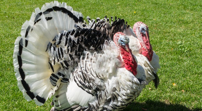 Two Turkeys
