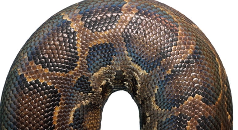 Detail on burmese python skin ( Python molurus bivittatus ),