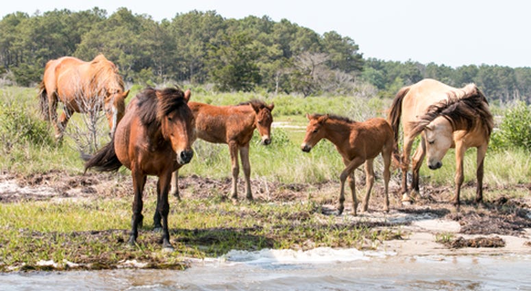 Wild Chincoteague Pony band with newborn foals.
