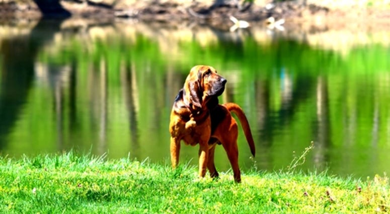 Bloodhound dog standing by the Shenandoah river in Northern Virginia