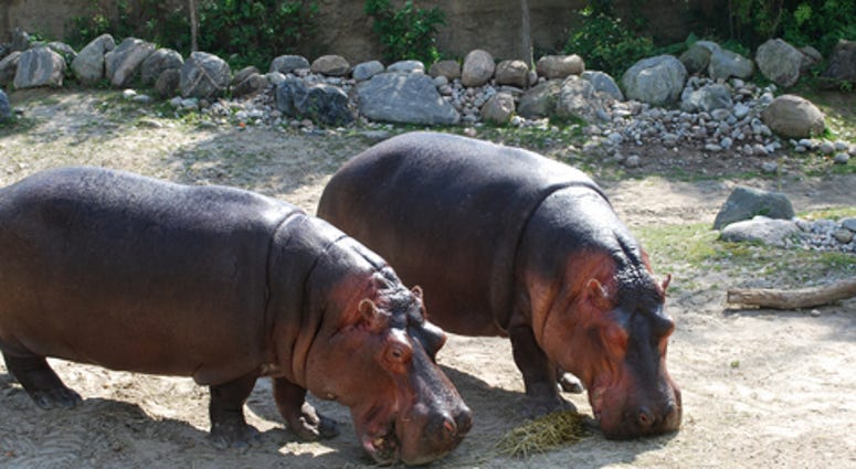 Two Hippopotamus are eating hay
