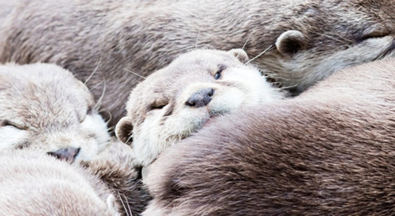 Lazy group of Asian small-clawed otters