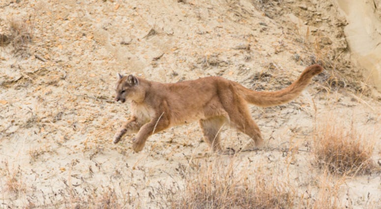 Mountain Lion photo is generic, not of animal that attacked jogger