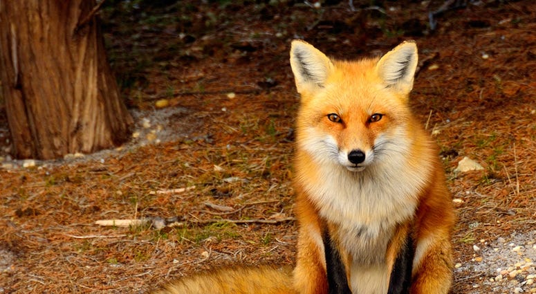 Fox (Dreamstime)