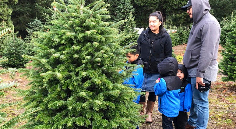 n this Thursday, Nov. 29, 2018, photo, parents Rosa Villarreal and Jason Jimenez and their three sons, E.J. Jimenez, left, Josiah Jimenez, center, back to camera, and Jezeriah Jimenez admire a Christmas tree at Lee Farms in Tualatin, Ore.