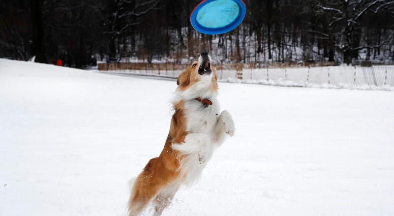 Jelly playing in a New York City park
