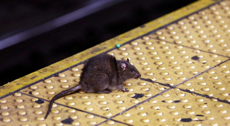 A rat sits on the ledge of a Times Square subway platform in New York. On Friday, May 25, 2018, The Associated Press has found that stories circulating on the internet that the U.S. Food and Drug Administration warned consumers that about 1 million pound