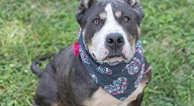 Blue Belle Rescue From Richmond Animal Care & Control